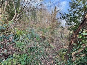 Woodland- click for photo gallery